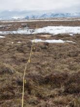 Yellow flags marking out our transect line 