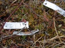 Low bush cranberry and Labrador tea plants