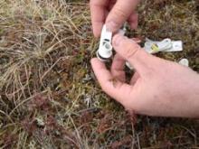 Close up of attaching the clips to the plant