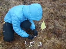 Melissa attaching clips to plants