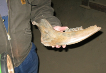 Jaw bone from Bison priscus