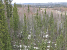 The Sub-Alpine Forest