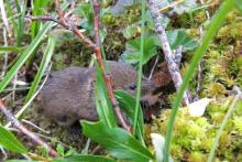 Tundra Vole