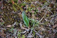 Polygonum