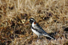 Longspur