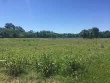 Typical grassy field in central Oklahoma