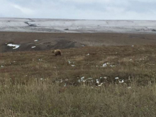 Grizzly Bear on Ice Cut