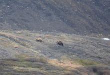 Grizzly Bears on Mount Slope