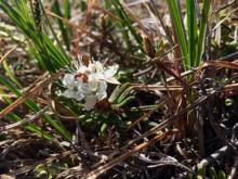 Ledum in bloom