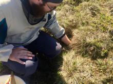 Vole burrow under a tussock