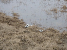 Male and Female Snowbunting