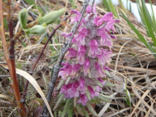 Pedicularis kanei