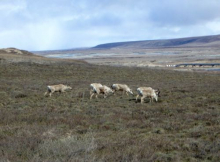 Caribou along the Dalton Highway