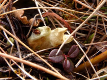 Finger Lichen at Sagwon