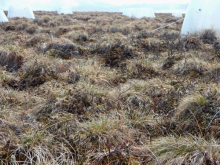 Tussocks at Sagwon.