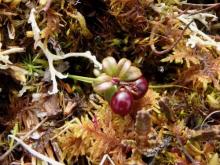 Vaccinium and cassiope