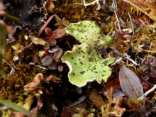  Lichen from the Sagwon ecotypes site