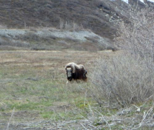 Muskox along the Dalton Highway