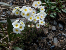 Wildflower along the Dalton Highway