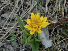 Wildflower along the Dalton Highway