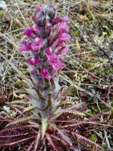 Another fuzzy plant at Imnaviat Creek