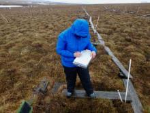 Melissa Lau assessing a phenology plot