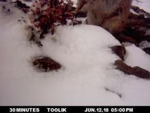 Ground Squirrel and Pedicularis