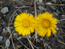 Spring flowers