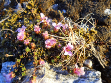 Alpine flowers