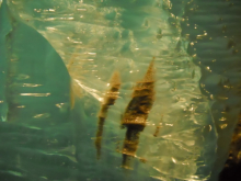 Sediment layer vertical in ice