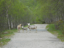 Sheep on the road