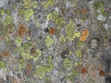 Lichen