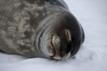 Weddell Seal