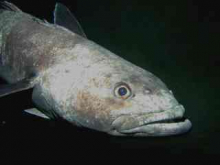 The Antarctic Cod