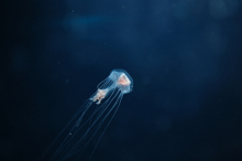 jellyfish