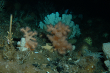 soft coral