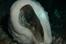 inside the volcano sponge