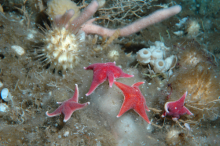 sea stars