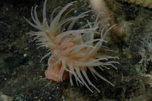 Cnidaria