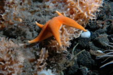 orange sea star