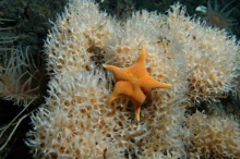 sea star