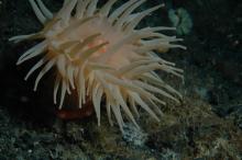 sea anemone