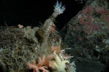 sea cucumber