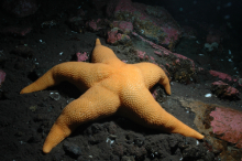 huge sea star