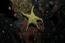 Echinodermata