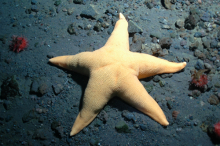 giant sea star