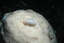 nudibranch on sponge