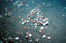 sea urchins