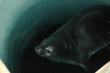 Weddell Seal1