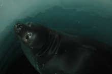 Weddell Seal3